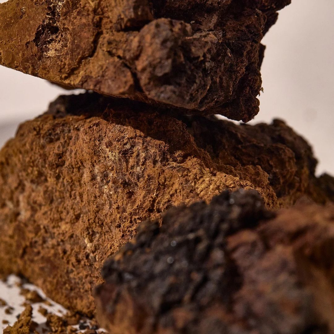 Chaga Paddenstoelen